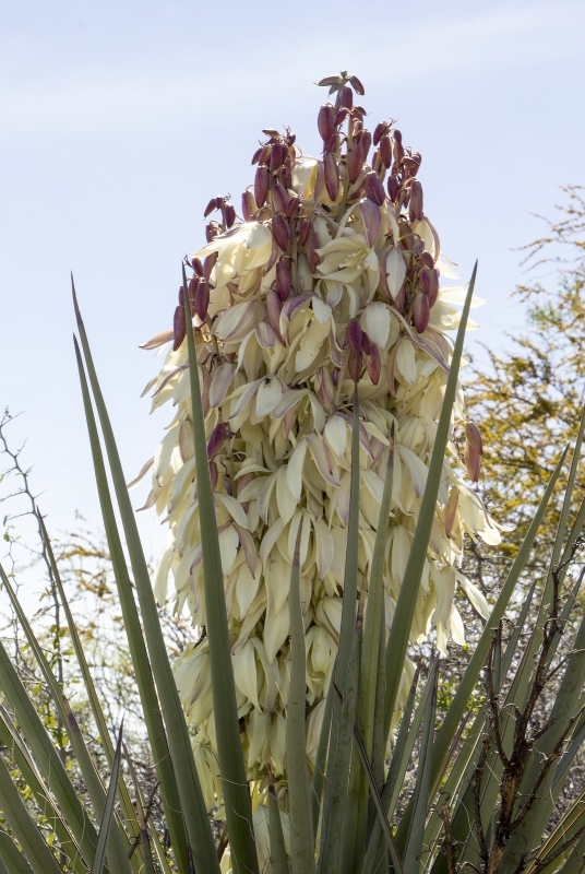 Adams Needle BBNP 4, 2017